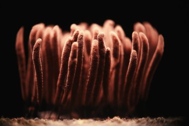 plasmodium küf mantarları, mikroskop yakın çekim küçük yaşam, ormanda alışılmadık mantar kalıpları