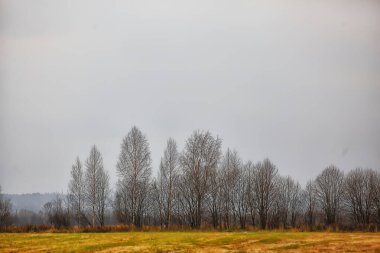 Sonbahar orman manzarası, soyut arkaplan ekim manzarası sarı ağaçlar, sonbahar doğası