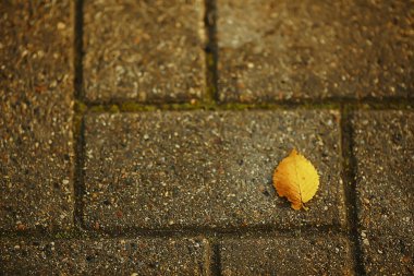 Düşen yapraklar mevsimsel soyut arkaplan