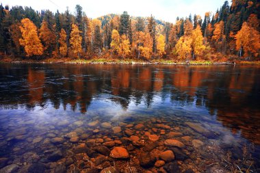 Sonbahar orman manzarası, soyut arkaplan ekim manzarası sarı ağaçlar, sonbahar doğası