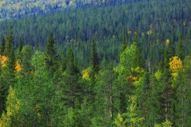 Sonbahar taiga orman manzarası, doğa manzarası dağlara düşüyor.