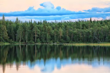 Orman arka planındaki yaz manzarası doğa yaz mevsimi manzarası ağaçları