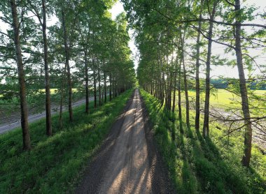Sonbahar parkı manzarasında bir ara sokak, Sonbahar sarı yolları, Ekim ayında şehirde mevsimlik manzaralar.