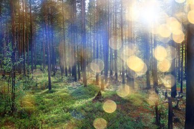 Orman arka planındaki yaz manzarası doğa yaz mevsimi manzarası ağaçları