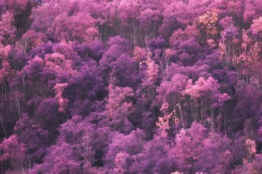 Pembe doğa manzarası, bahar arkaplan çiçekleri açık hava parkı.