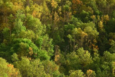 Sonbahar ormanının soyut arkaplan dokusu, sarı ağaçlar desenli manzara