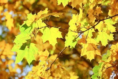 Soyut sonbahar sonbahar arka planı sarı doğayı, Ekim ayı duvar kağıtlarını mevsimlik bırakıyor
