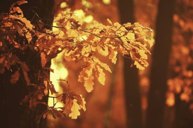Sonbahar parkındaki güneşli manzara, sonbahar sezonu arka planındaki portakal parkı