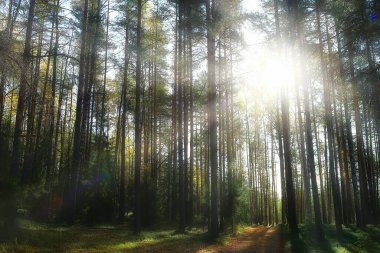 Orman arka planındaki yaz manzarası doğa yaz mevsimi manzarası ağaçları