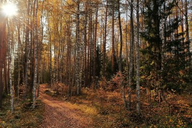 Sonbahar orman manzarası, soyut arkaplan ekim manzarası sarı ağaçlar, sonbahar doğası