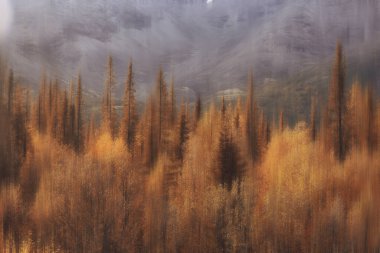 Arka planda bulanık sonbahar manzarası, soyut bulanık bokeh sonbahar ağaçları manzarası