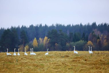 Sonbahar manzarası, ormandaki bir kuğu sürüsü, göçmen kuşlar, ekim ayında mevsimsel göç.