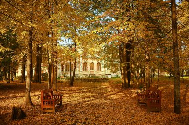 Sonbahar parkındaki güneşli manzara, sonbahar sezonu arka planındaki portakal parkı
