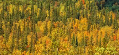 Sonbahar ormanının soyut arkaplan dokusu, sarı ağaçlar desenli manzara