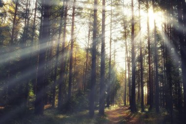 Orman arka planındaki yaz manzarası doğa yaz mevsimi manzarası ağaçları