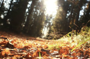Sonbahar orman manzarası, soyut arkaplan ekim manzarası sarı ağaçlar, sonbahar doğası