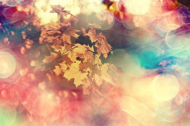 Soyut sonbahar sonbahar arka planı sarı doğayı, Ekim ayı duvar kağıtlarını mevsimlik bırakıyor