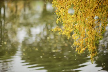 Soyut sonbahar sonbahar arka planı sarı doğayı, Ekim ayı duvar kağıtlarını mevsimlik bırakıyor