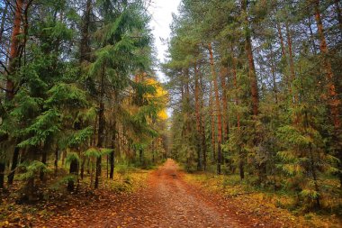 Dağlardaki orman güzel yeşil doğa yaz ormanı
