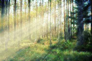 Orman arka planındaki yaz manzarası doğa yaz mevsimi manzarası ağaçları