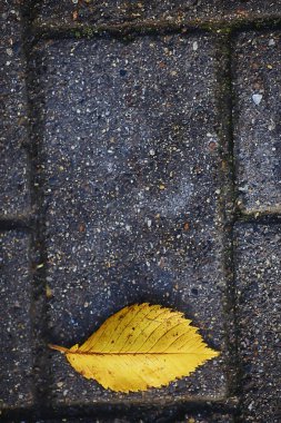 Düşen yapraklar mevsimsel soyut arkaplan