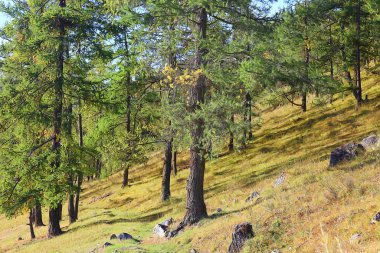 Orman arka planındaki yaz manzarası doğa yaz mevsimi manzarası ağaçları