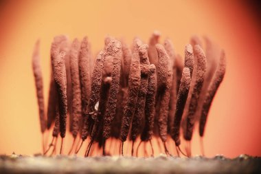 plasmodium küf mantarları, mikroskop yakın çekim küçük yaşam, ormanda alışılmadık mantar kalıpları