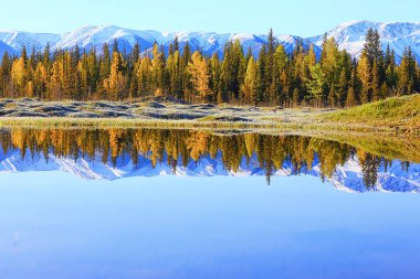 Dağlardaki orman güzel yeşil doğa yaz ormanı