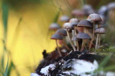 Küçük yenmez mantarlar, zehirli mantarlar orman arka planı vahşi doğa.