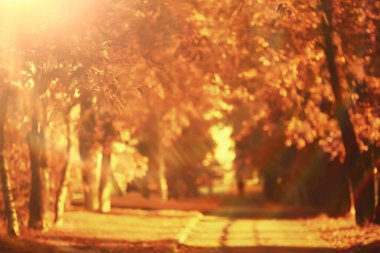 Sonbahar parkındaki güneşli manzara, sonbahar sezonu arka planındaki portakal parkı