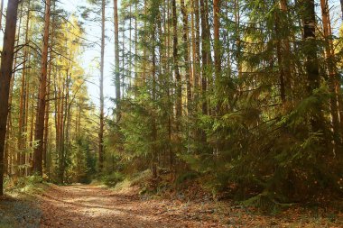 Orman arka planındaki yaz manzarası doğa yaz mevsimi manzarası ağaçları