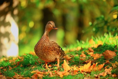 Ördek güz parkı yaban ördeği, yaban ördeği sonbahar manzaralı göçmen kuş doğası