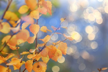 Soyut sonbahar sonbahar arka planı sarı doğayı, Ekim ayı duvar kağıtlarını mevsimlik bırakıyor