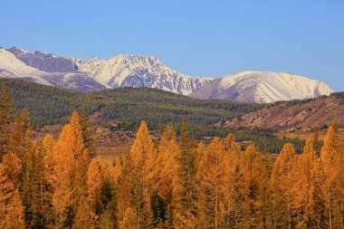 Sonbahar orman manzarası, soyut arkaplan ekim manzarası sarı ağaçlar, sonbahar doğası