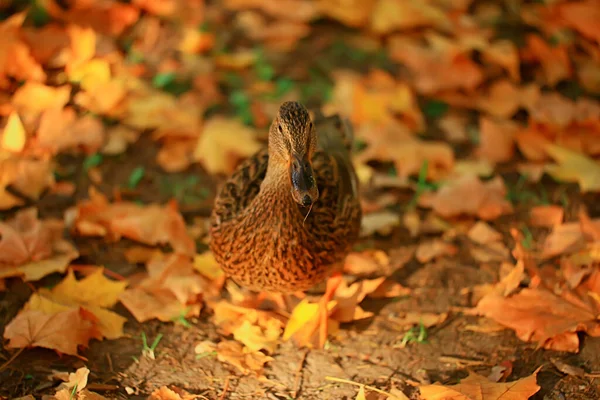 Pato Outono Parque Mallard Pato Selvagem Outono Vista Migratória Pássaro — Fotografia de Stock