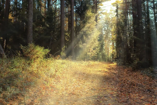 Höst Skog Landskap Abstrakt Bakgrund Oktober Gula Träd Falla Natur — Stockfoto