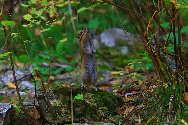 Streifenhörnchen Freier Wildbahn Kleines Süßes Eichhörnchen — Stockfoto