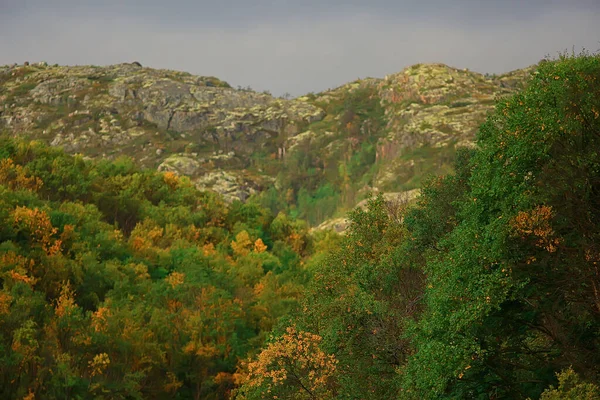 Abstrakte Hintergrund Textur Des Herbstwaldes Gelbe Bäume Muster Landschaft Ansicht — Stockfoto