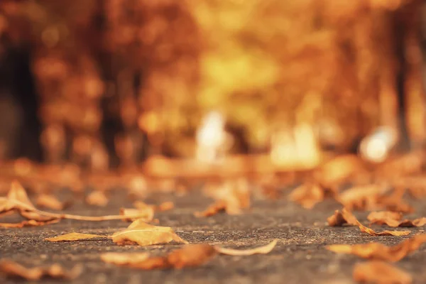 Abstract Background Texture Autumn Forest Yellow Trees Pattern Landscape View — Stock Photo, Image