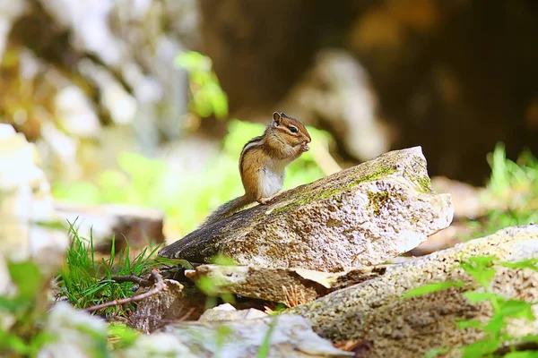 Chipmunk Animal Selvagem Pequeno Esquilo Bonito — Fotografia de Stock