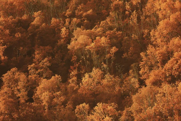Abstrakcyjne Tło Tekstury Jesiennego Lasu Żółte Drzewa Wzór Widok Krajobrazu — Zdjęcie stockowe
