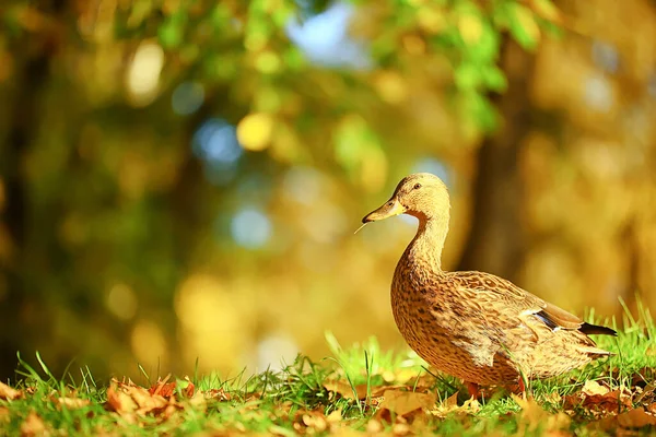 Kachna Podzim Park Divoký Divoká Kachna Podzim Pohled Stěhovavý Pták — Stock fotografie