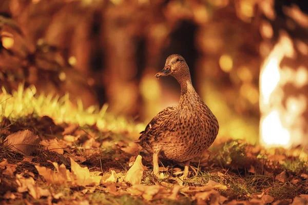 Kachna Podzim Park Divoký Divoká Kachna Podzim Pohled Stěhovavý Pták — Stock fotografie