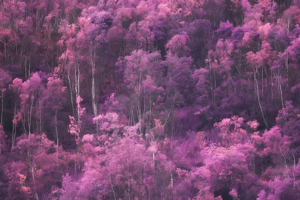 Natura Rosa Paesaggio Primavera Sfondo Fiori Parco All Aperto — Foto Stock