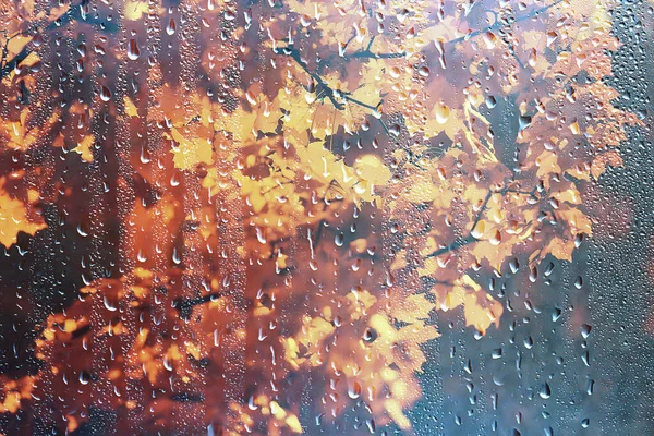 Abstracto Fondo Otoño Gotas Vidrio Otoño Amarillo Hojas Húmedo Octubre —  Fotos de Stock