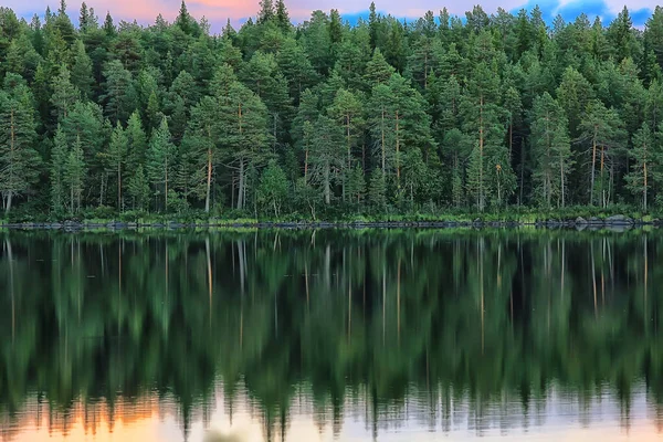 Nyári Táj Erdő Háttér Panoráma Természet Nyári Szezon Táj Fák — Stock Fotó