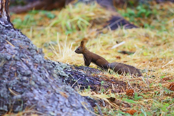 Eichhörnchen Kleines Wildtier Der Natur Herbst — Stockfoto