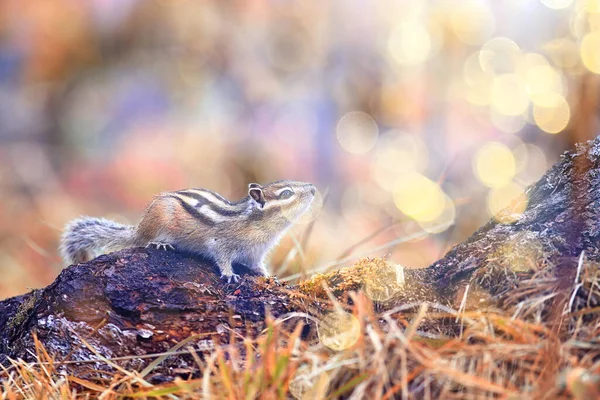 Chipmunk Animale Nel Selvaggio Piccolo Scoiattolo Carino — Foto Stock