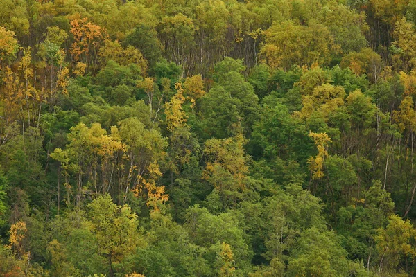 Abstracte Achtergrond Textuur Van Herfst Bos Gele Bomen Patroon Landschap — Stockfoto