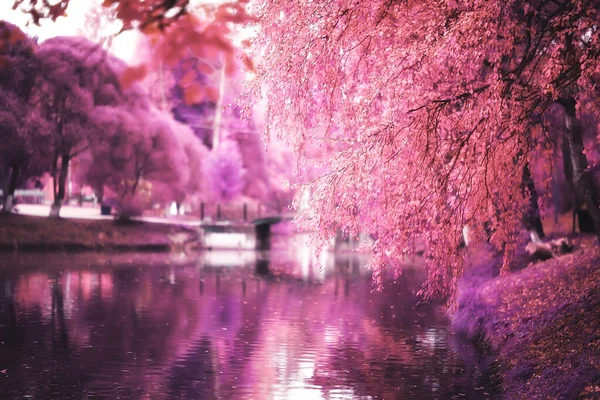 Růžová Příroda Krajina Jaro Pozadí Květiny Park Venku — Stock fotografie